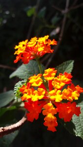 Yellow yellow flower red flower photo