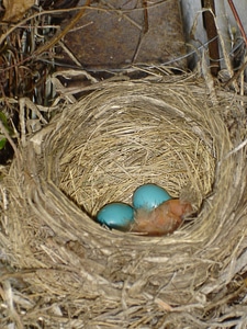 Egg robin eggs photo
