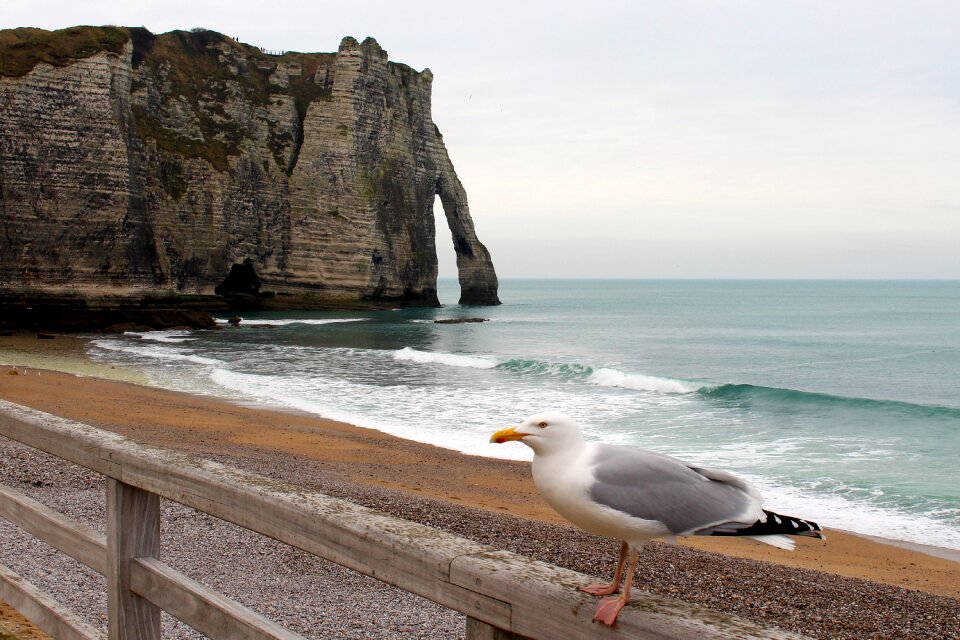 White cliffs normandy travel