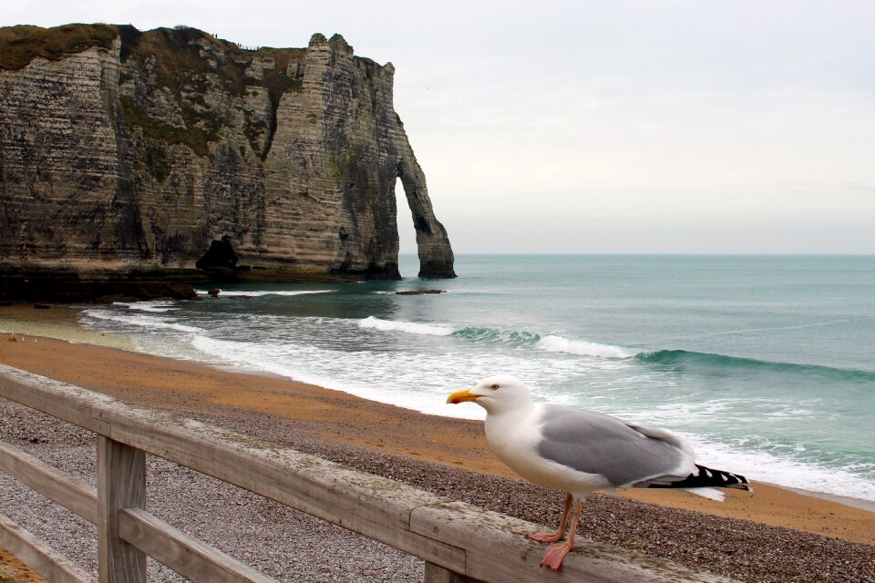 White cliffs normandy travel photo