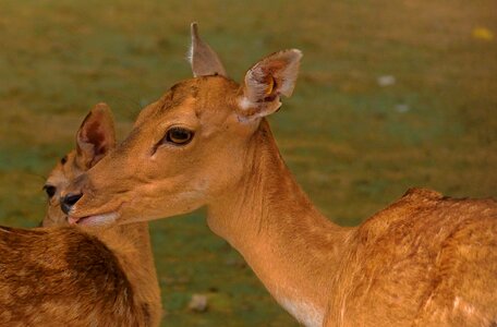 Intimacy deer motherly love