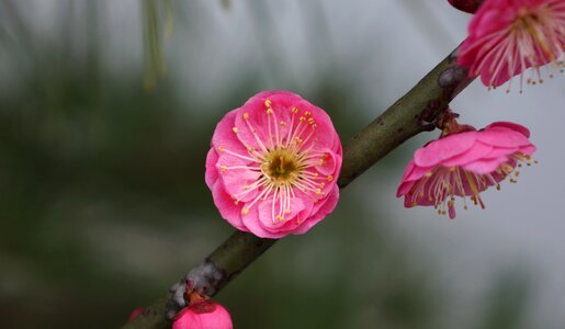 Flower spring macro