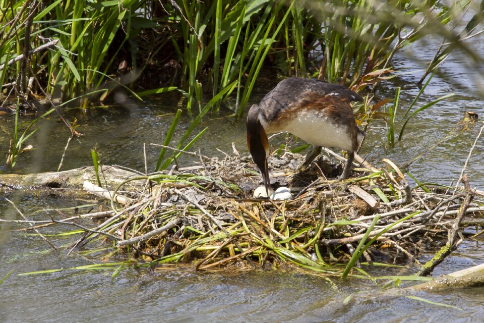 Great crested grebe nest bird eggs