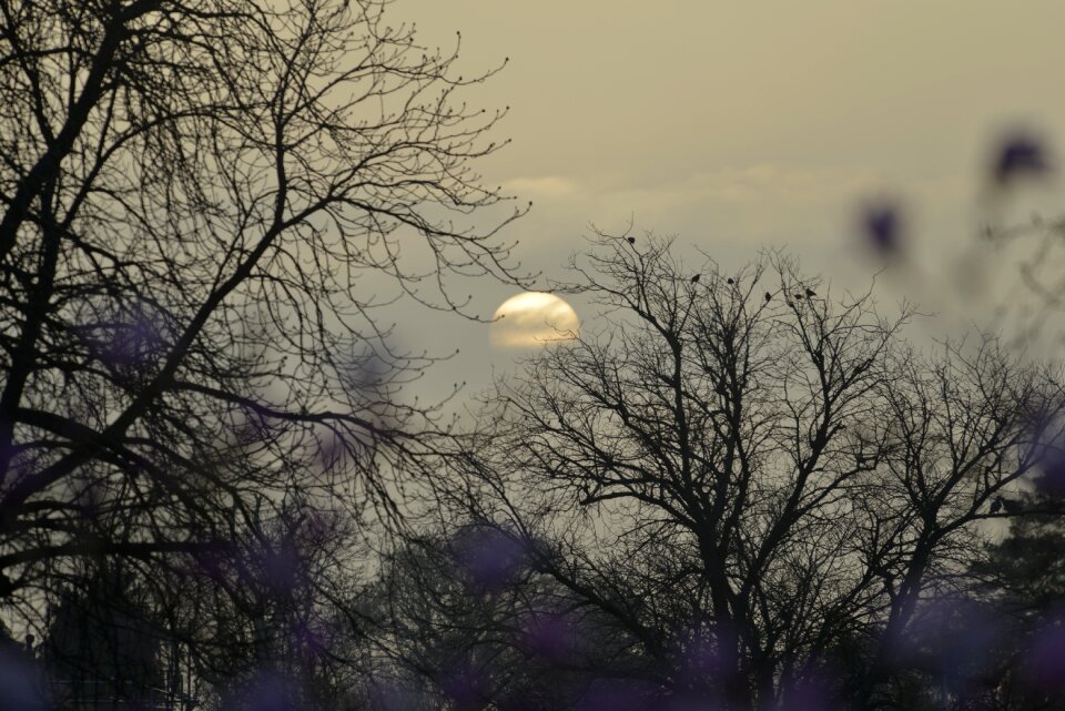 Through tree