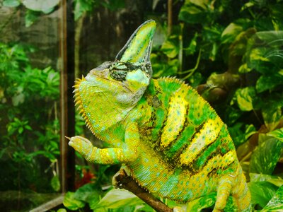 Chameleon flower nature