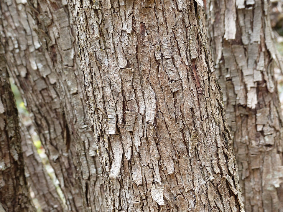 Bark dry flake
