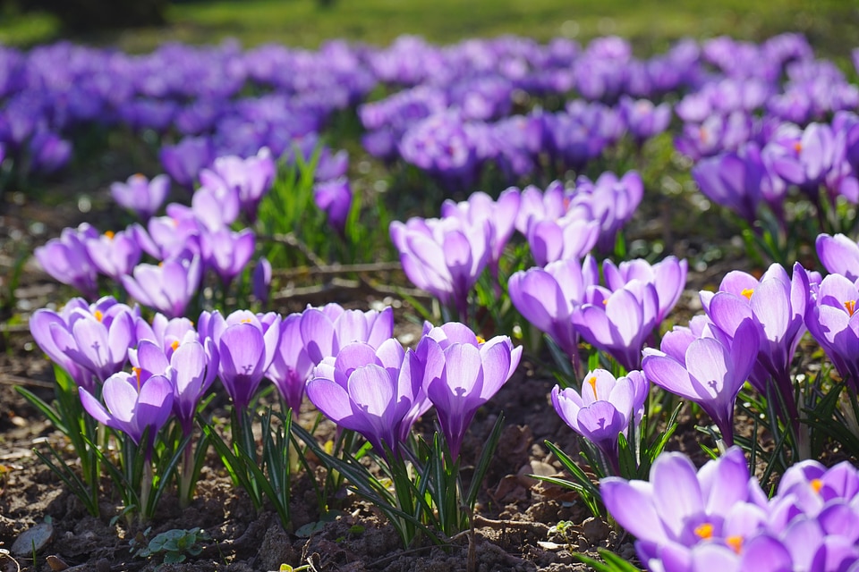 Spring frühlingsblüher violet