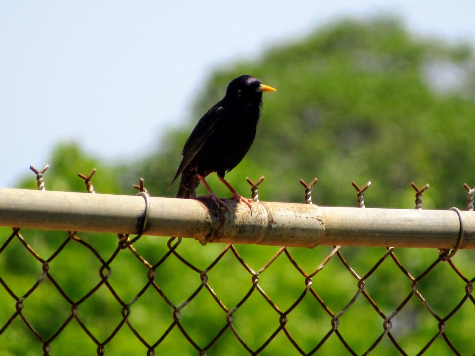 Fence park wild nature