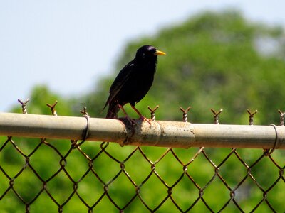 Fence park wild nature