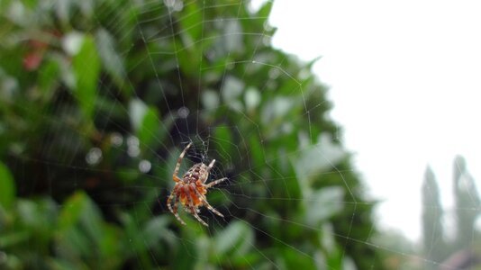 Animal nature spiders photo
