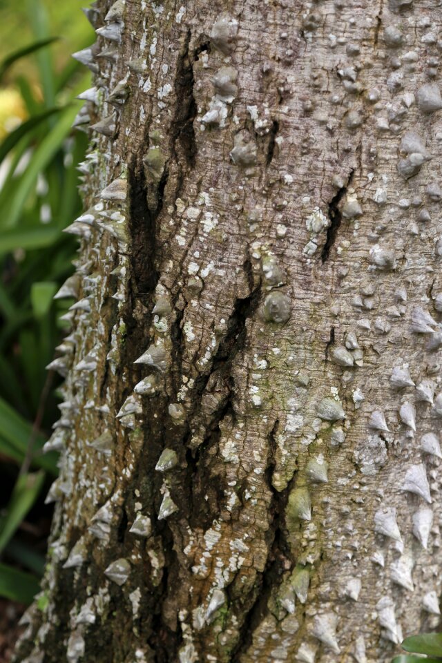 Nature free image