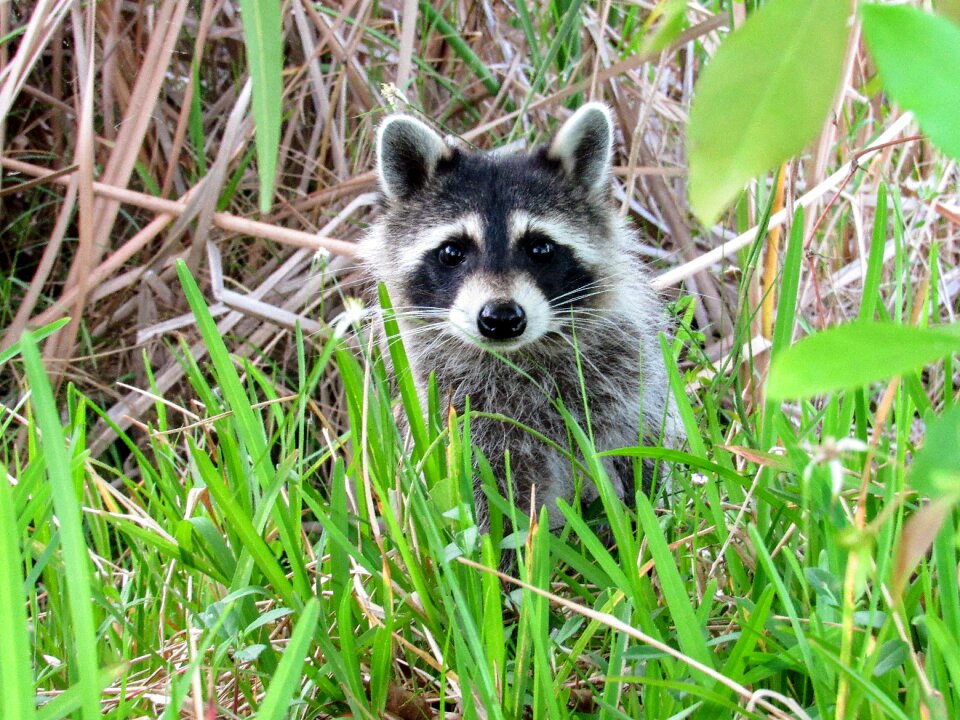 Mammal animals park