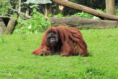 Safari zoo wildlife photo