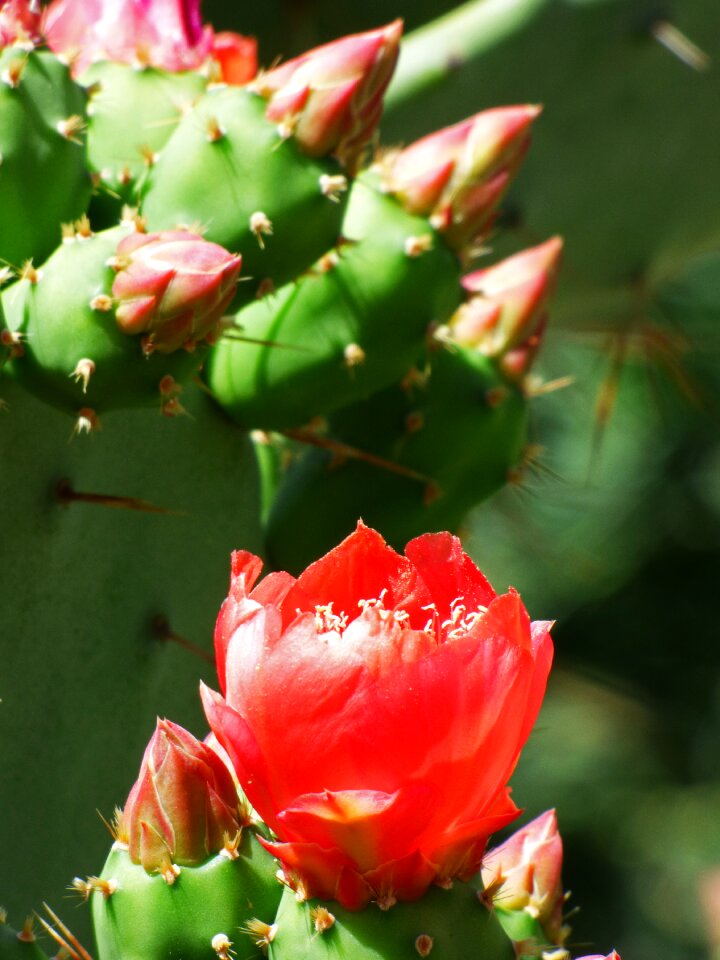 Cactus flower of the cactus flower of chumbera