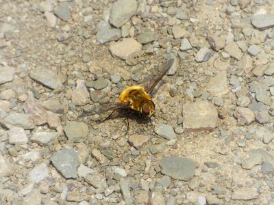 Bombus drone yellow borinot photo