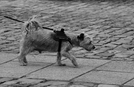 Canine domestic animal animal