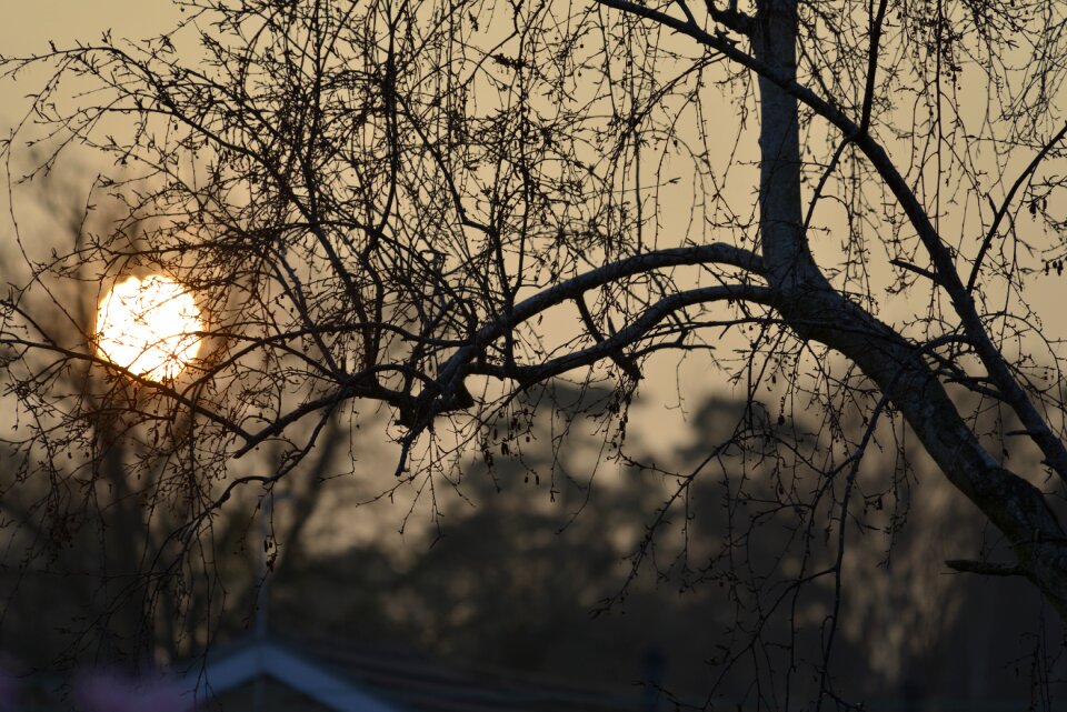 Through tree