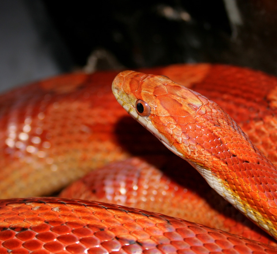 Jungle corn hybrid orange
