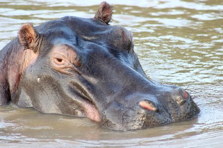 Wildlife nature africa photo