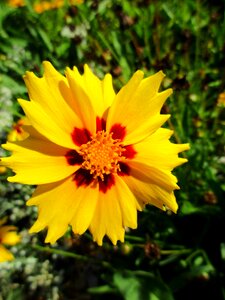 Bloom flower asteraceae