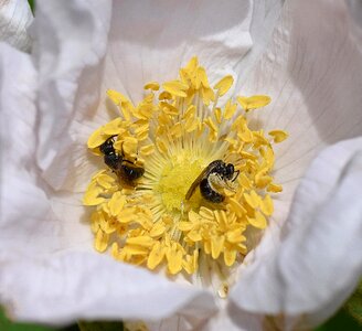 Pollinator insect animal photo