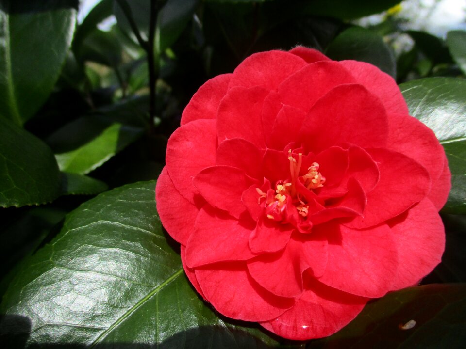 Leaf bloom spring