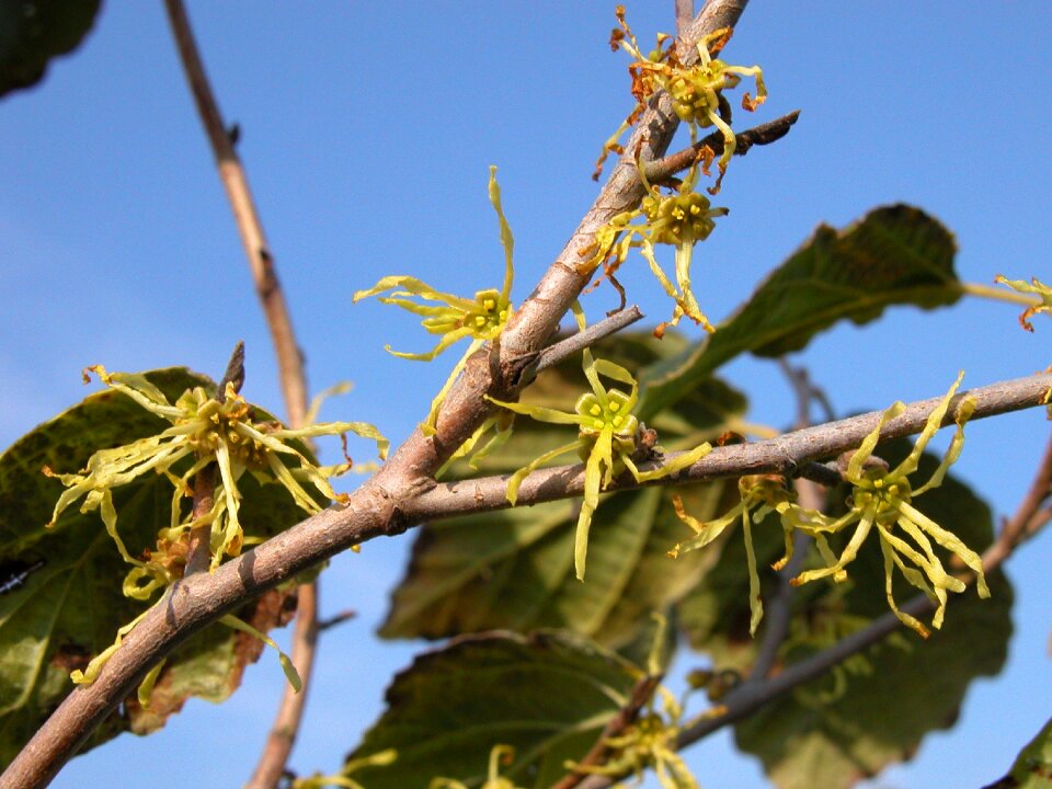 Virginiana nurseries shrub