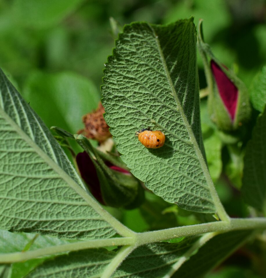 Ladybug pupa insect
