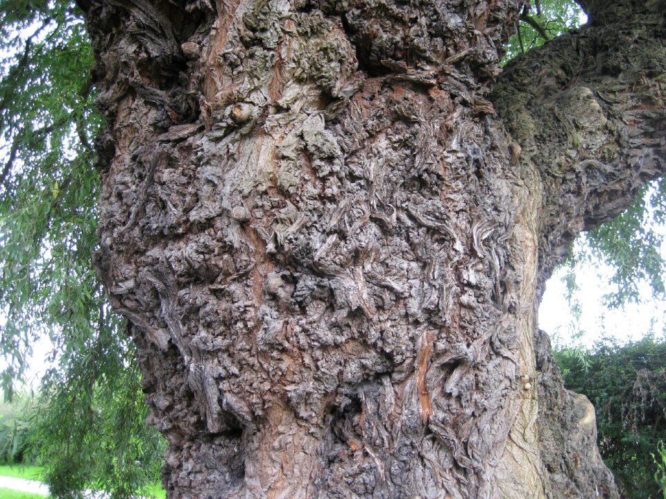 Trunk tree nature photo