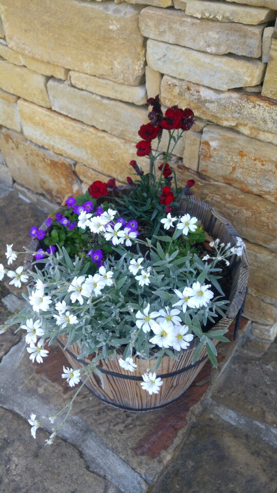 Fresh blossom blooming