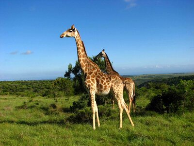 Wild animal animal world head drawing photo