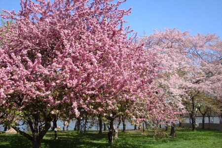 Cherry blossoms spring pink photo