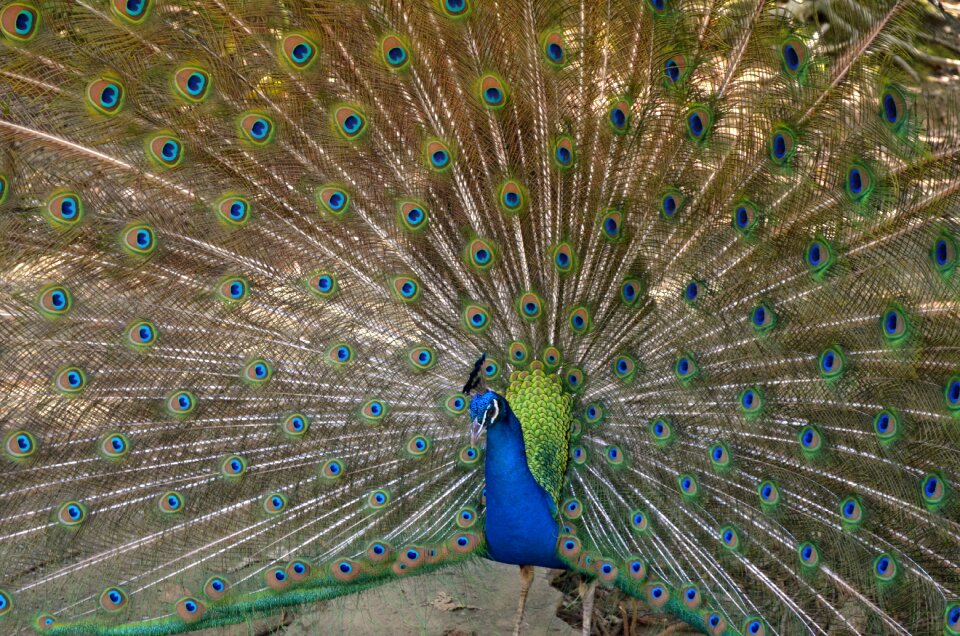 Peacock bird animal
