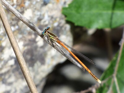 Branch beauty winged insect