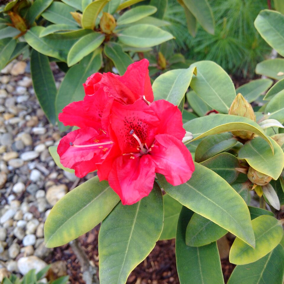 Flower bush vernal