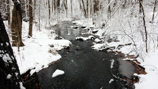 Forest winter