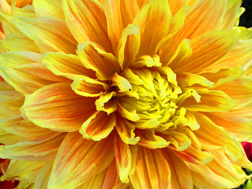Plant natural blossom