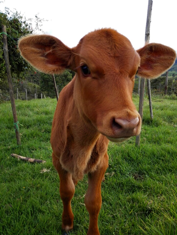 Veal animals field