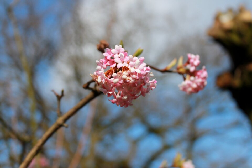 Blossom buds nature pink flower