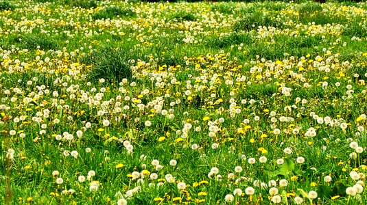 Meadow dandelion Free photos