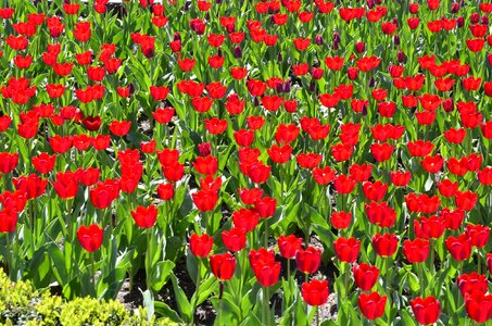 Flowers tulips red photo