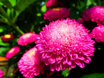 Red floral spring