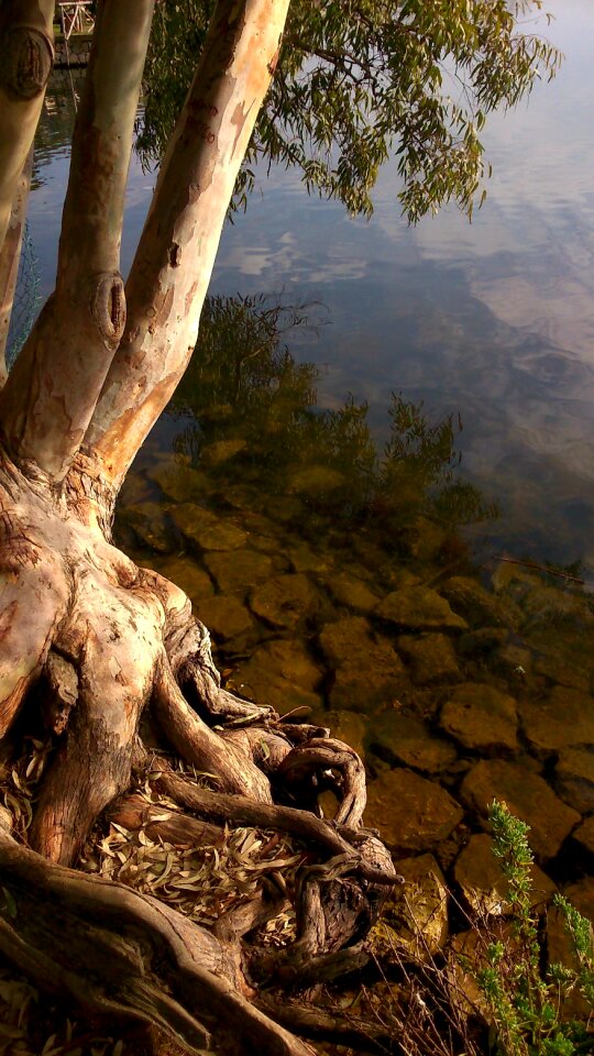 Reflection roots nature