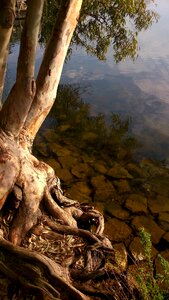 Reflection roots nature