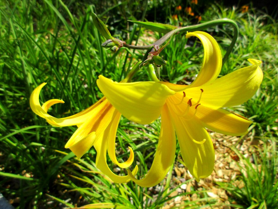Garden flower garden tender