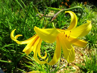 Garden flower garden tender