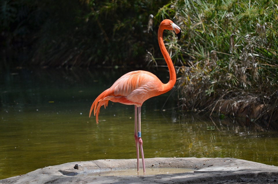 Water water bird pink