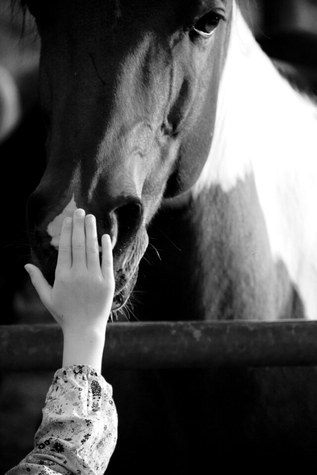 Horse hand mindfulness