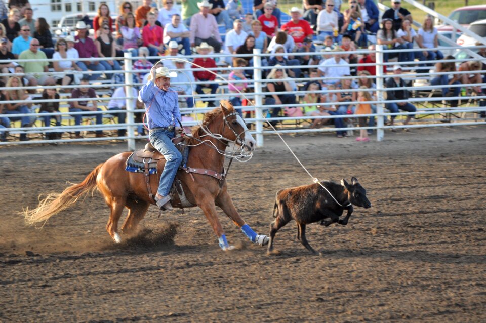 Western animal riding