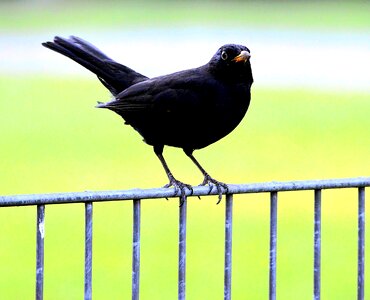 Bird birds animal